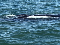 Southern Right Whale