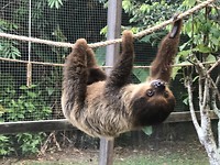 Sloth in sanctuary