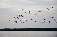 Flying flamingo's