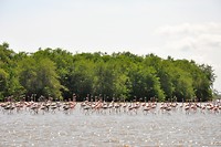 Flamingo's at Bigi Pan