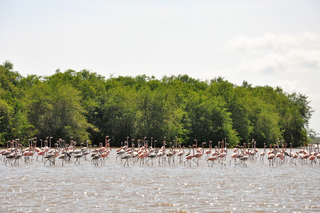 Flamingo's at Bigi Pan
