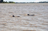 Dolphins in the Suriname river