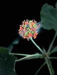 Flowers 1