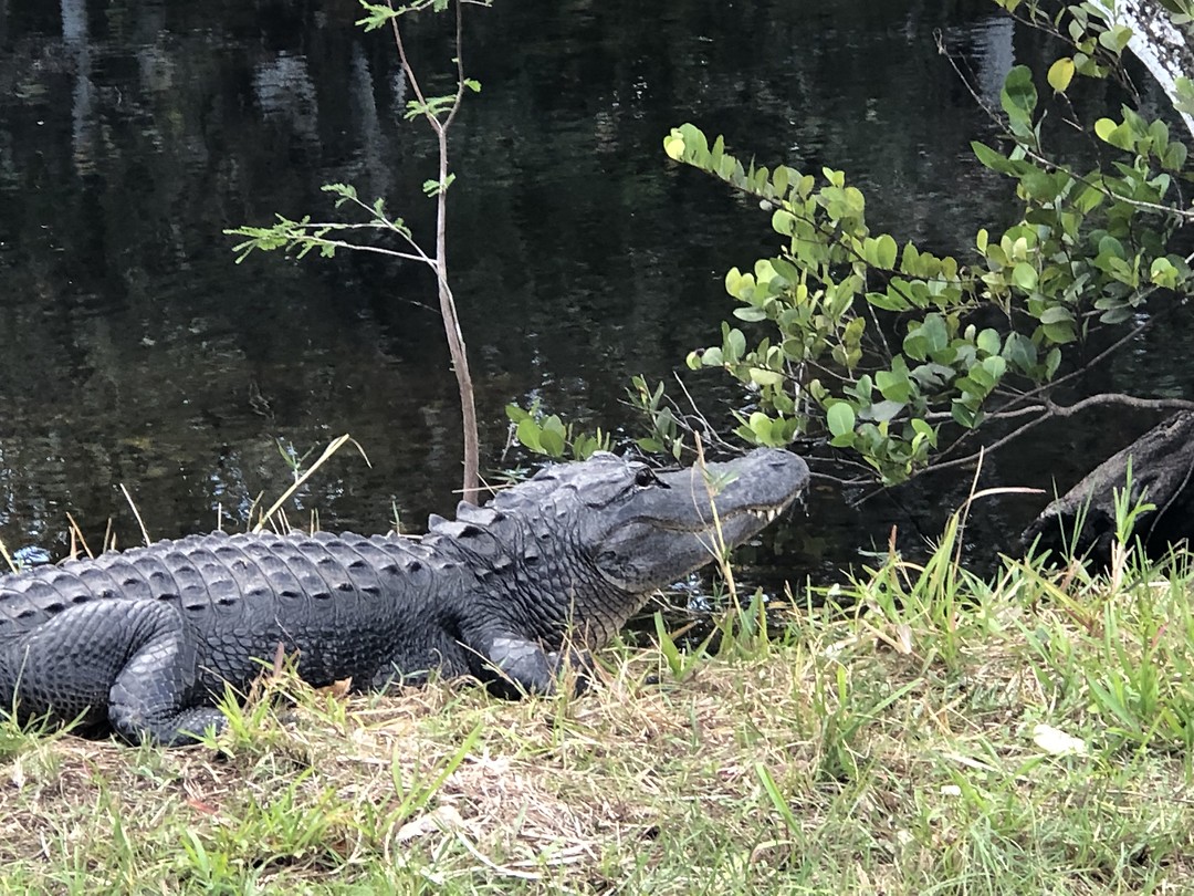 Alligators everywhere