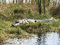 Everglades