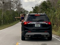Animal spotting