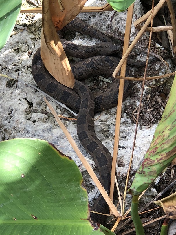 Snake time