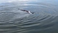 Wild dolphins at Tin Can Bay