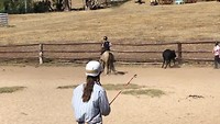 Cowgirl Faya with Nugget chasing cattle