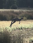 Roo 1