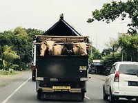 Special transportation