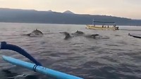 Jumping dolphins in Lovina