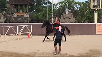 Faya in a gallop