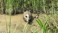 Real rhino’s