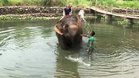 Elephant shower for Faya and Vince
