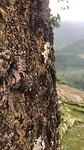 Life of a butterfly sucks