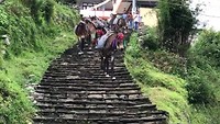 Donkeys going down!