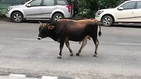 Anyone lost a bull?
