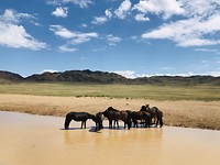 Lots of horses roaming the endless grasslands