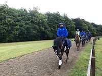 The Sheik’s horses