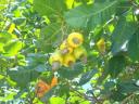 Cashewnoten