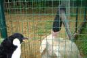Rare vogel
