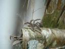Tarantula