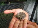 Landschildpad
