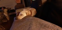 Guard dog