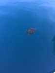 IMG_4748