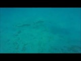 Bonaire 2016 - onderwaterwereld