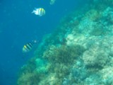 snorkelen