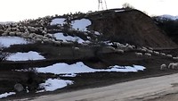 Schapen op weg naar huis
