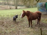 Paard en bok bij Lalobbe.
