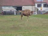 Kameel (of dromedaris?) in Betheny vanwege circus.