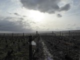 Dreigend regenweer boven de druiven (het bleef droog).