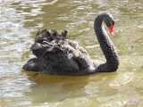 Zwarte zwaan in Lachy.