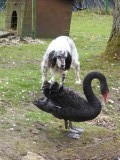 Zwarte zwaan met hond Julie in Lachy.