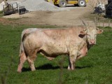 Stier bij Bazoches.