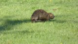 Bever.