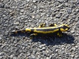 Prachtige vuurbuiksalamander helpen oversteken.