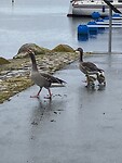 Ganzengezinnetje in Simrishamn