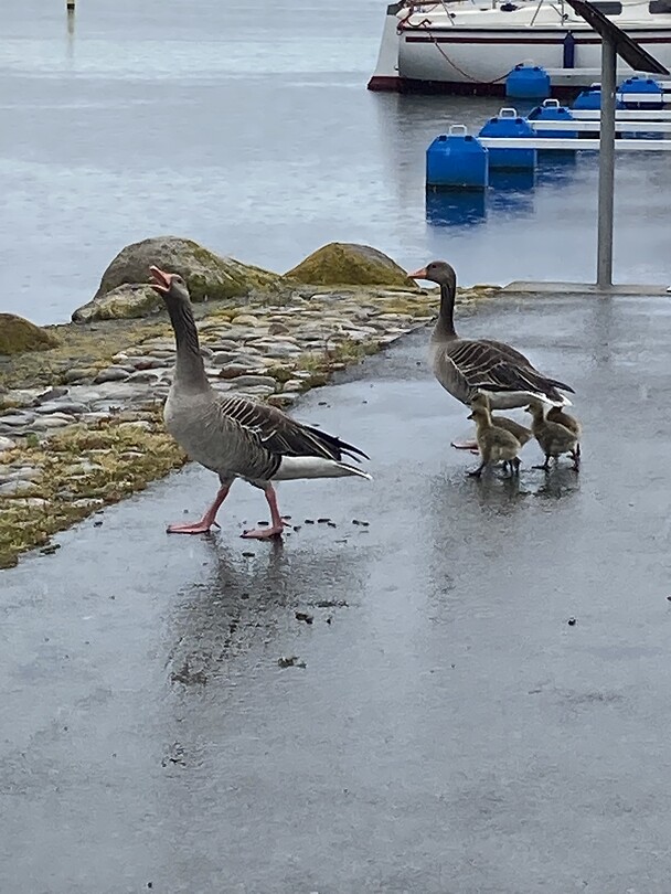 Ganzengezinnetje in Simrishamn