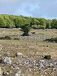 “Gras”vlakte