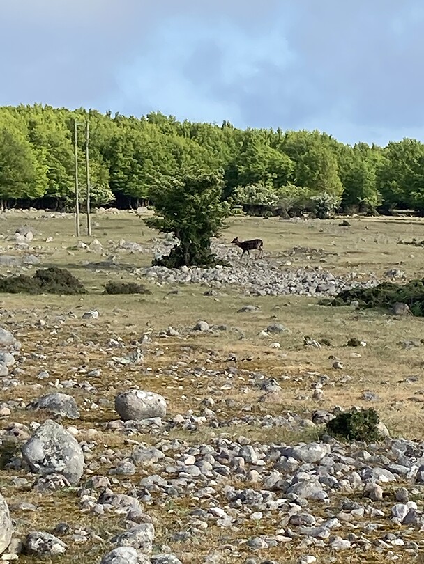 “Gras”vlakte