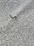 Een jonge adder