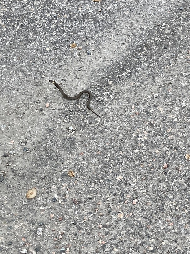 Een jonge adder