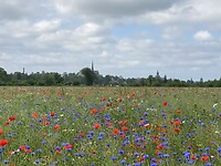 Velden vol bloemen