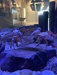 Gevaarlijke krab