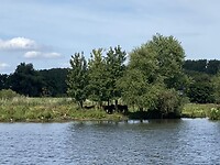 Paarden langs de IJssel